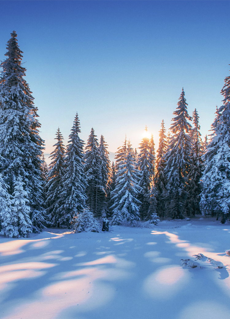 tree mobile featured