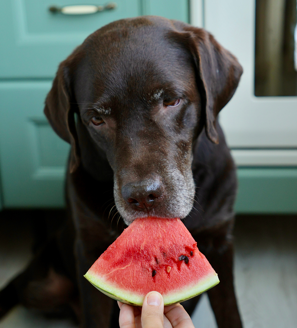 dog eating watermelon