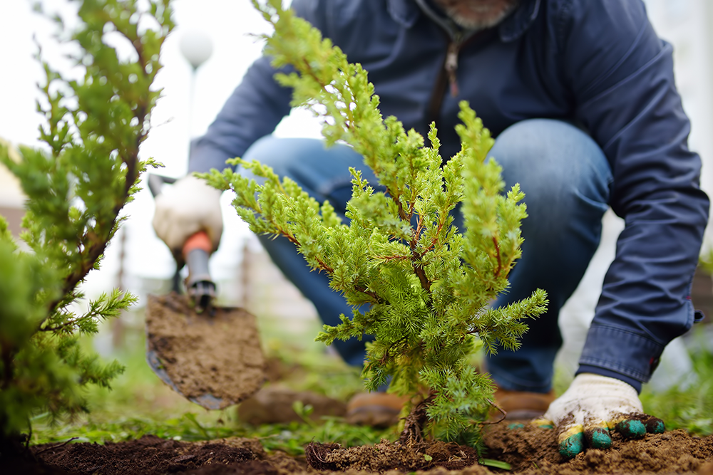 planting shrub