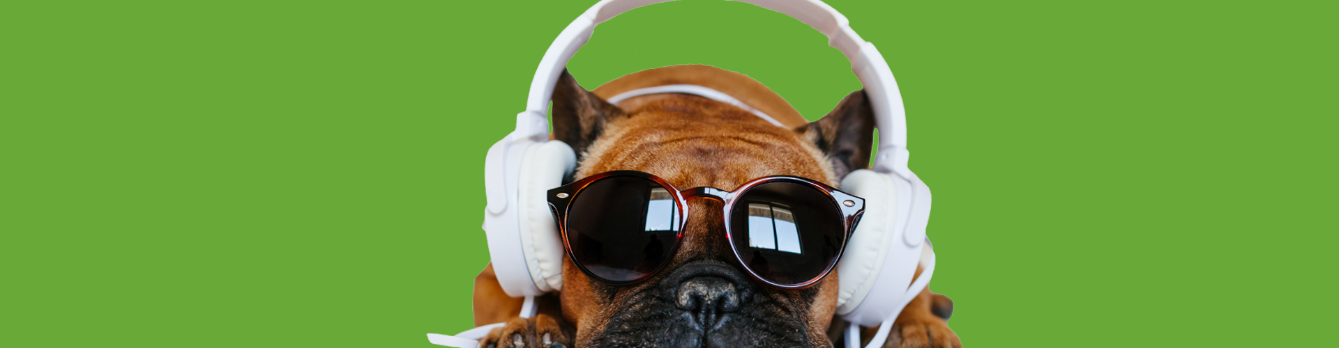 dog wearing headphones & sunglasses