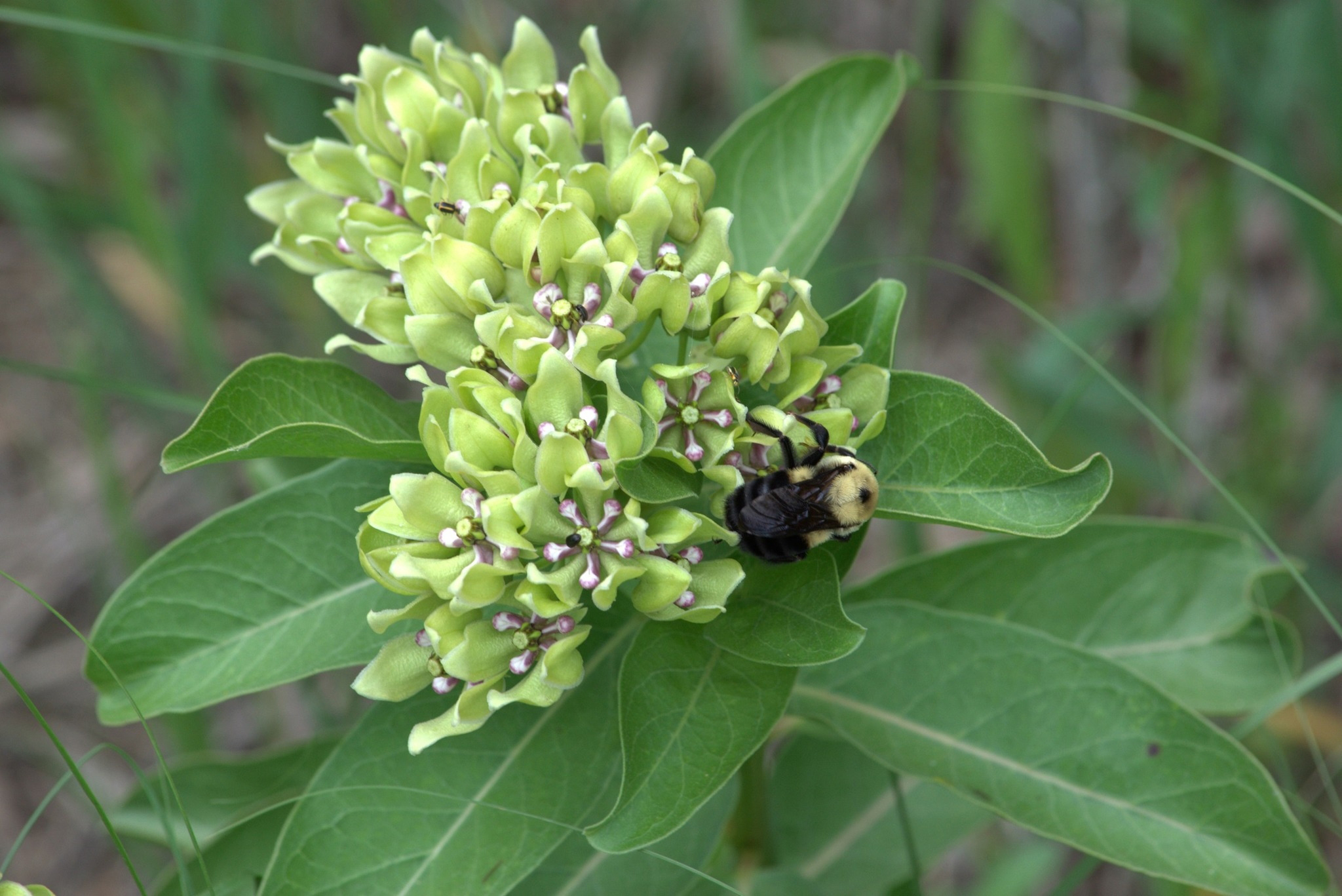 bee on milkweed