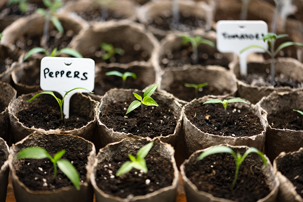starter plants
