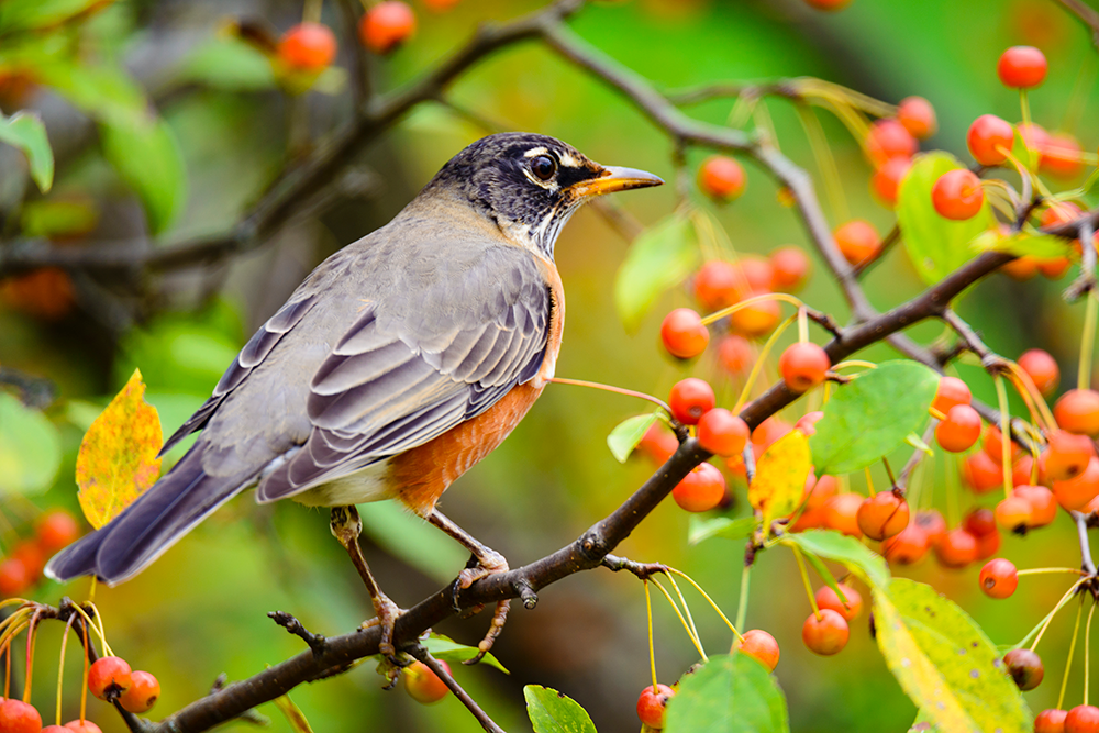 robin on branch with berries