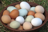 Farm-fresh eggs