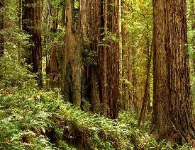 Redwoods along Prairie Creek