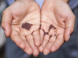 Cupped hands holding seeds