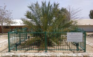 Judean date palm