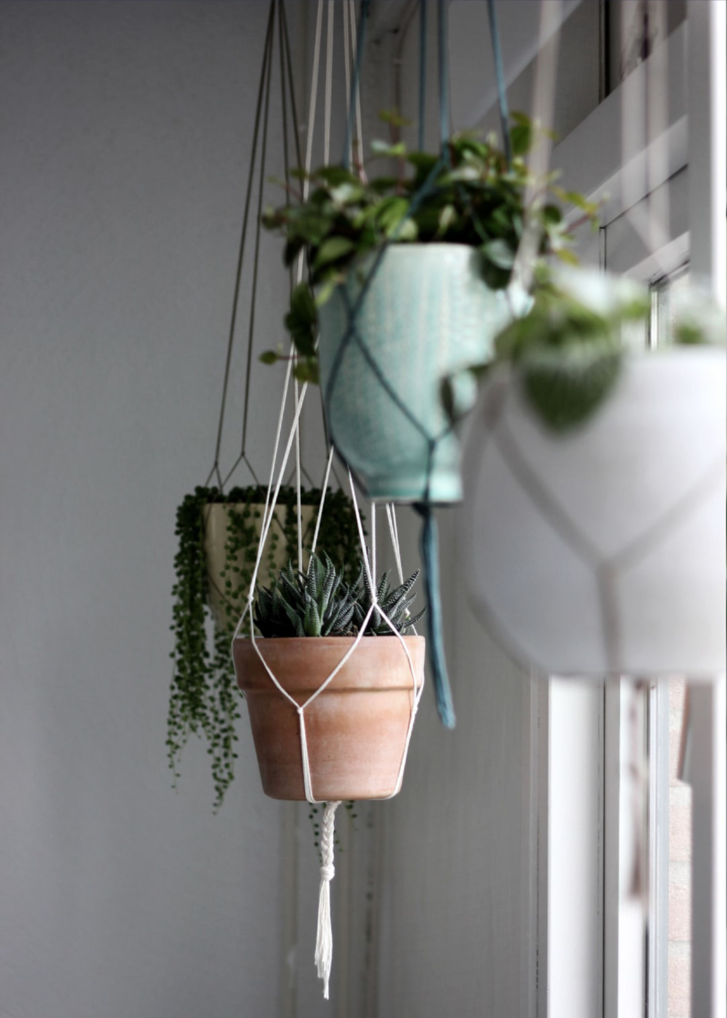 plants in macrame hangers