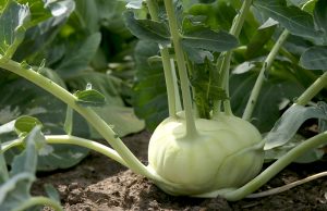 Kohlrabi or turnip cabbage in vegetable bed