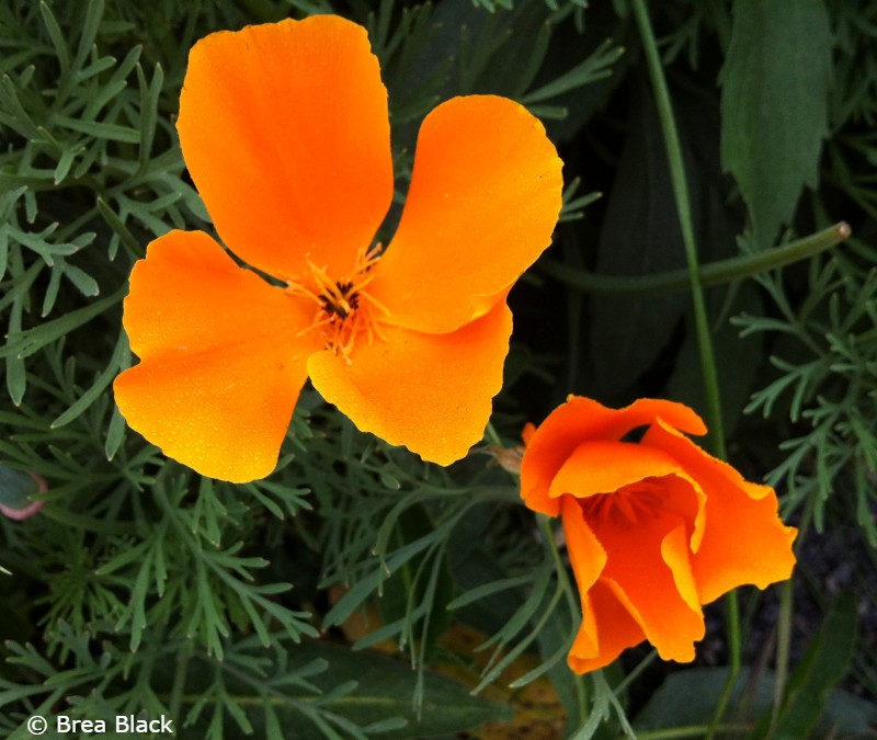 orange California poppies