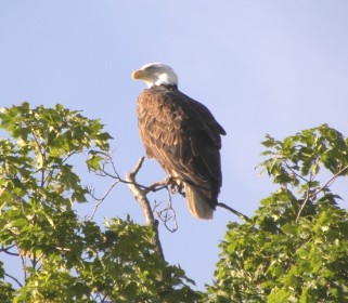 Decorah Eagles parent