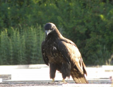 Decorah Eaglet