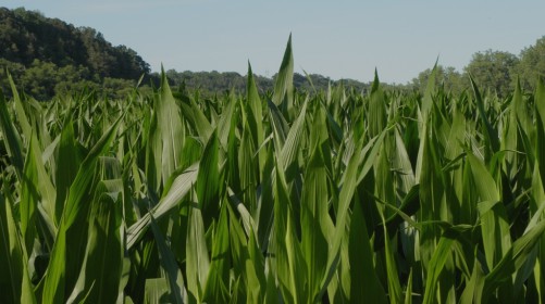 trout run trail cornfield