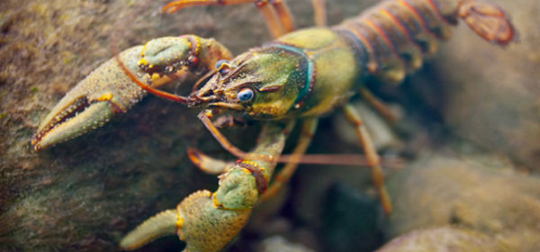 Crayfish Pixlr 2