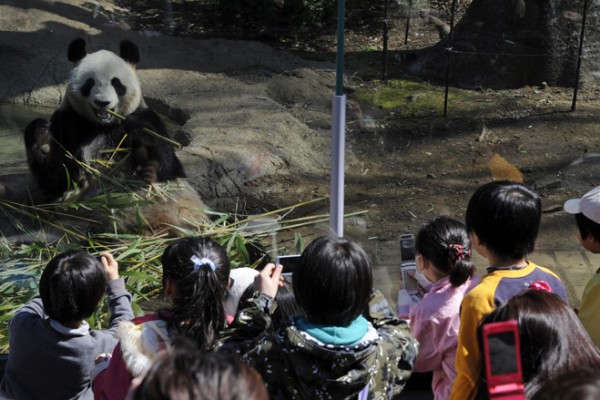 Pandas Shown At Tokyo's Ueno Zoo For 1st Time In 3 Years