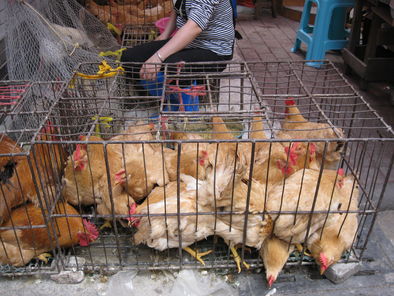 market-street-chickens-photo