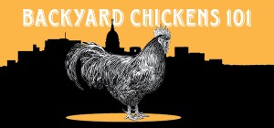 backyard chickens_600pxX280px.biggraphic