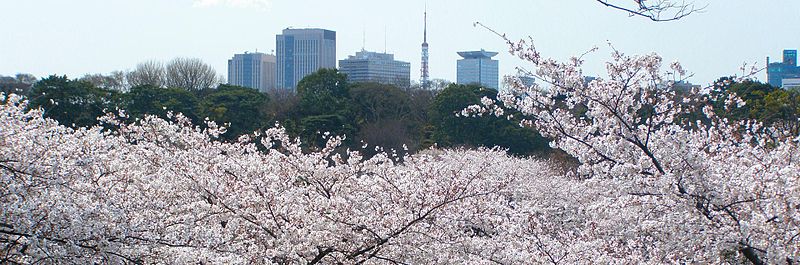 cherry blossom