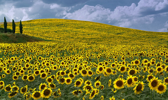 sunflowers