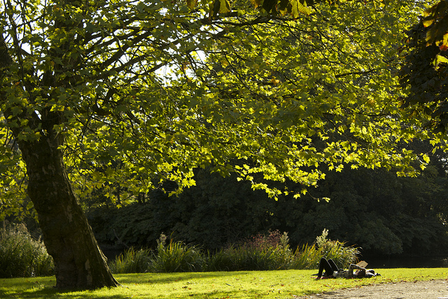 Reading Under Tree
