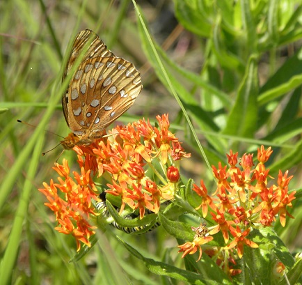 Great Spangled Fritillary with Monarch Caterpillar on Butterfly Milkweed 