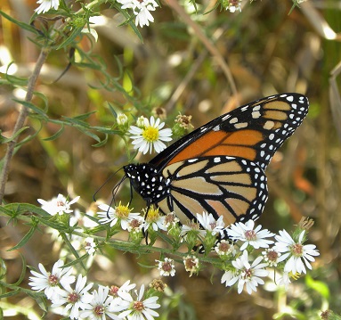 Monarch butterfly