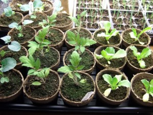 seed