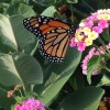 A Monarch butterfly in the library's Monarch Waystation. 