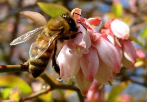 Honeybee on a blueberry flower.  Photo courtesy of Martin LaBar.