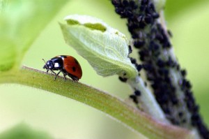 Lady bugs control aphids.  Photo courtesy of Shelley and Dave.