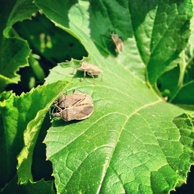 Squash bugs can be hand-picked from your plants.  Photo courtesy of dwblakey.