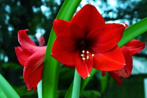 Amaryllis in bloom. Photo courtesy of A. Yee.