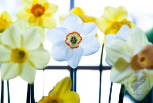 Several varieties of daffodils.