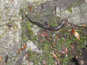 GSMNP - salamander