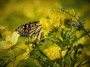 Monarch butterfly